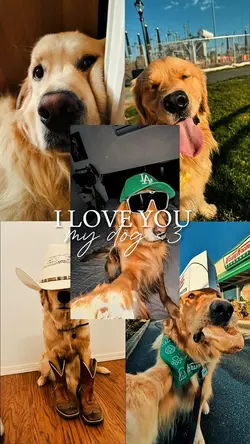 YOUR PET ❤️‍🩹