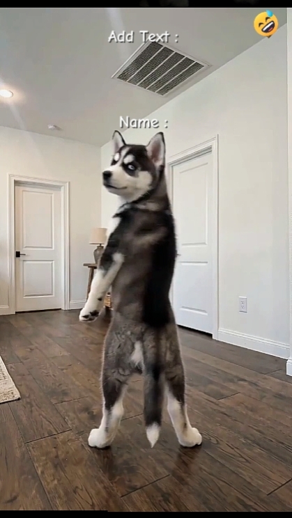 Funny Dog. hhhh