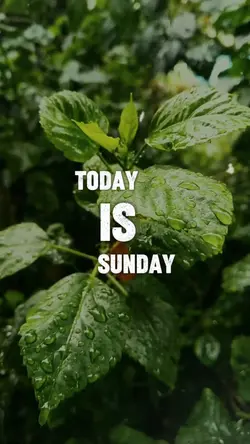 Today is Sunday God