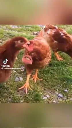 Angry chicken funny 