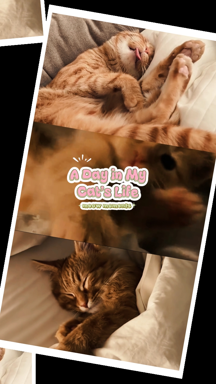 Cat's Vlog