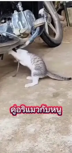 คู่อริแมวกับหนู