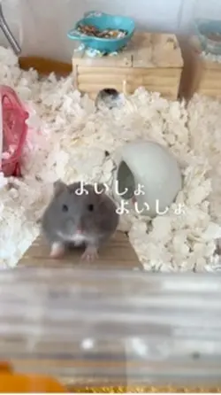 かわいいハム