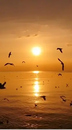 Free to use video