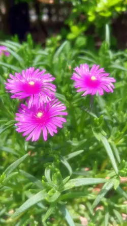 マツバキク(松葉菊)