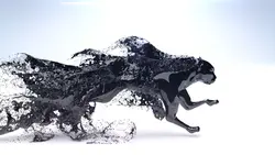 puma