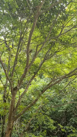 ツクツクボウシとミンミンゼミ