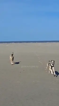 Slowmo dog