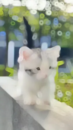 Cute Cat Slowmotion