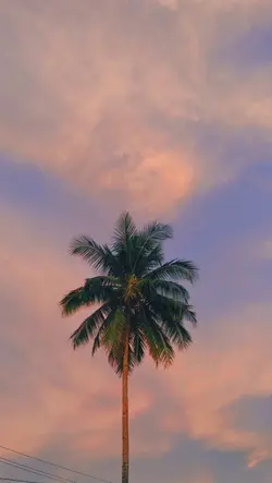 Euphor - Novo amor