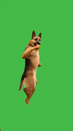 kung fu dog