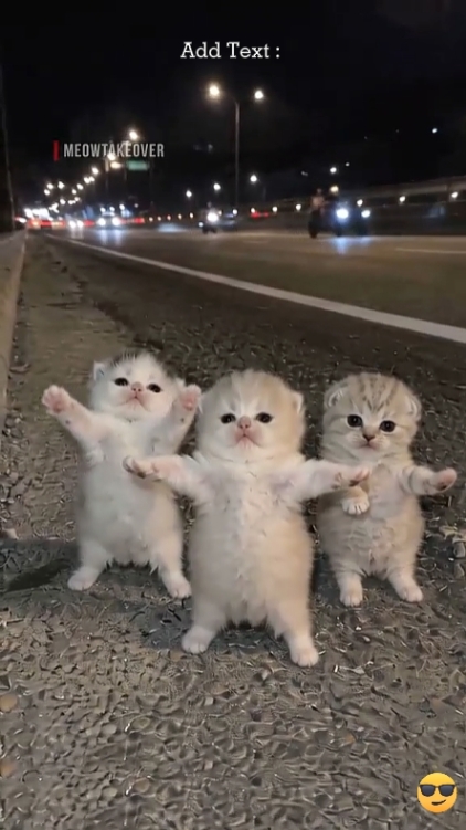 Dance Cat Trend