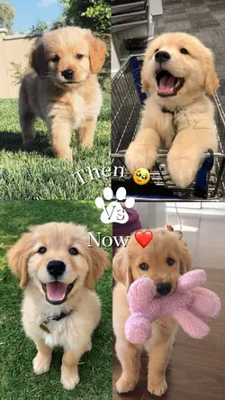 Then Vs Now 🐾🐶
