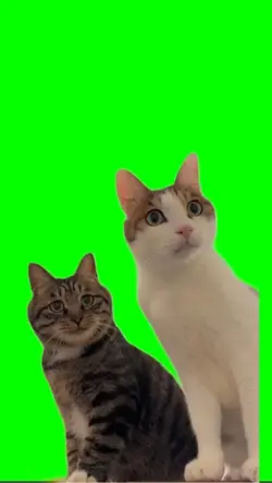 Pantalla verde gato