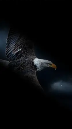 دل بیچار بیمری