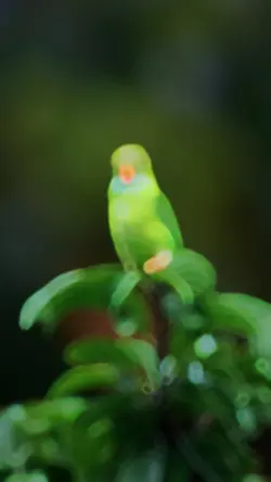 Bird + Slowmo+ vibes