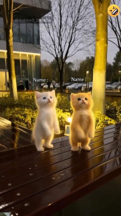 Gato De Baile Divertido