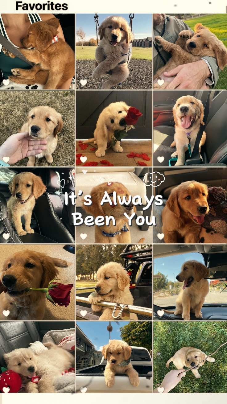 moments de chiens