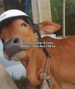 Nhìn cái gì??