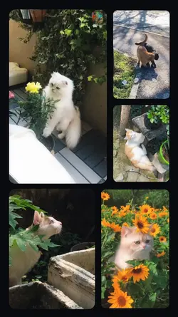 My Cat Video