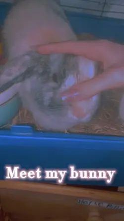 Bunny 🐰 
