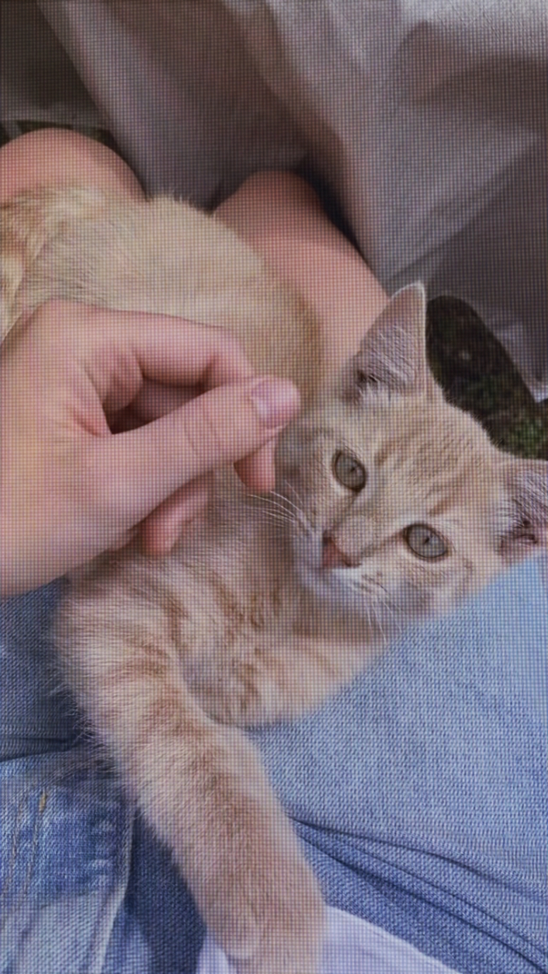 KEDİ SEVGİLERİ HİKAYELERİ