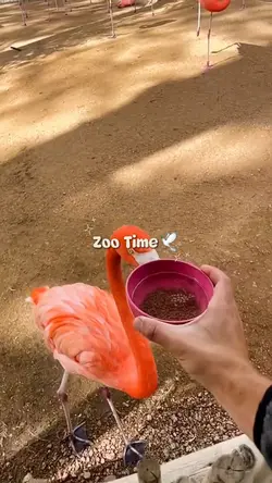 Zoo Time