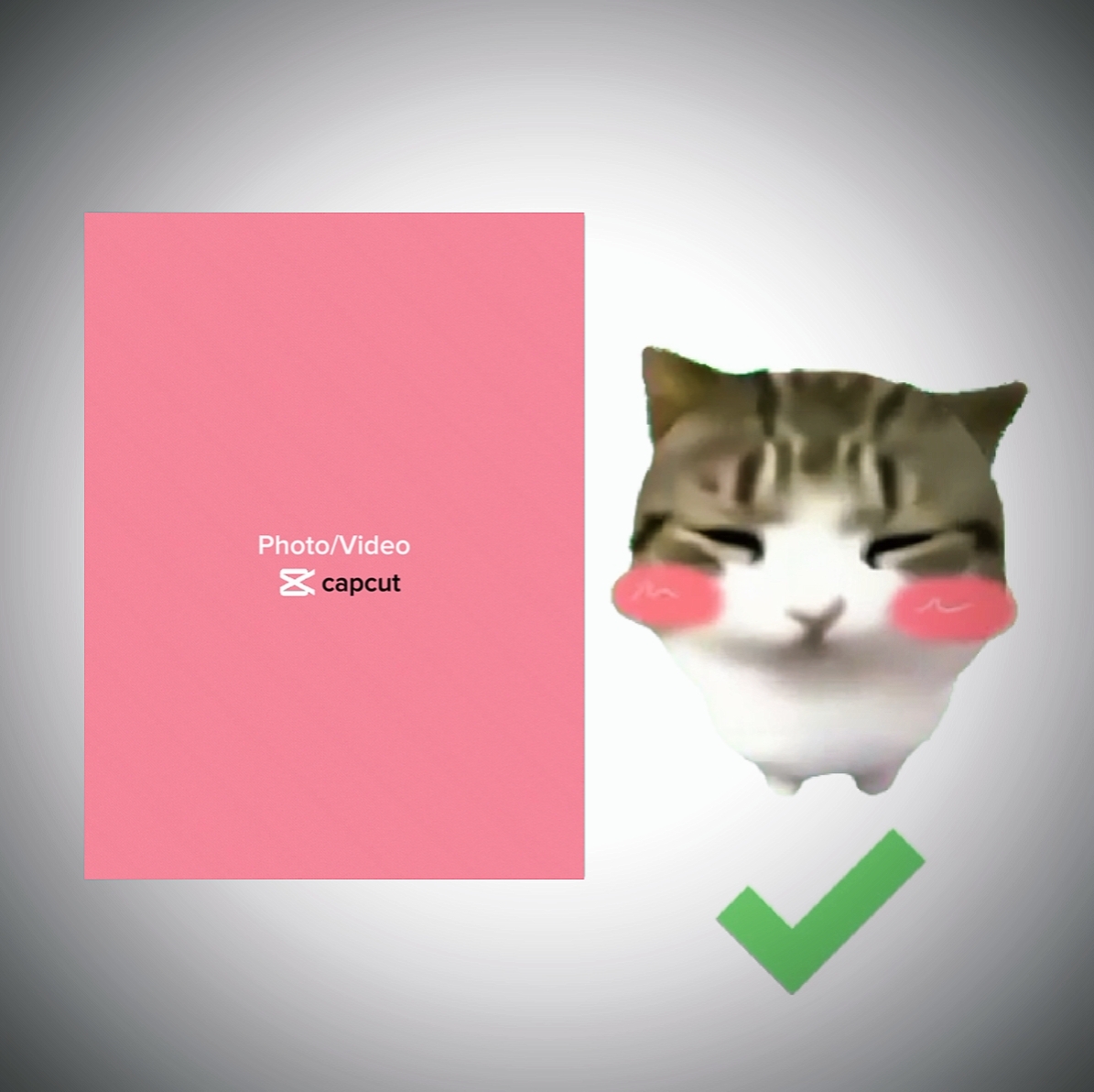 Damdam Didi Cat