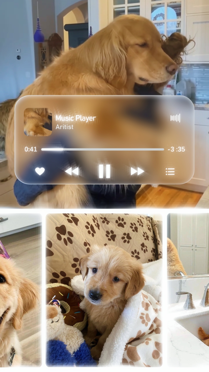Linda carpeta de perrito