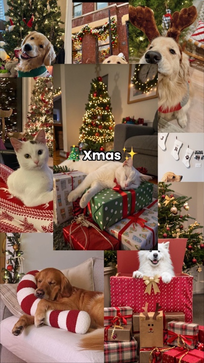 Weihnachten Haustier