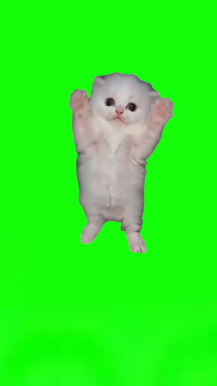 3 Cats Dancing 