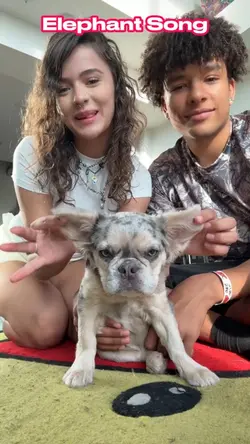 Elephant Song!❤️❤️❤️