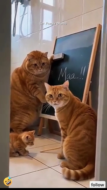Edit Text. funny Cat