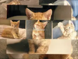 Meowww 