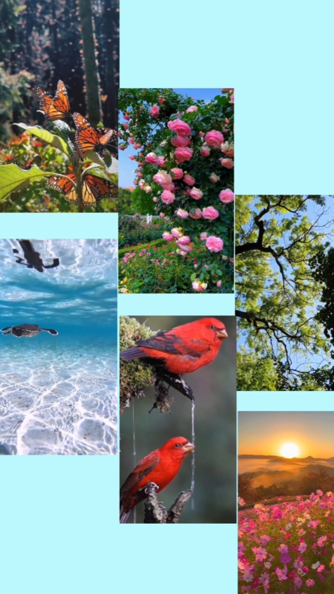 Transiciones De Color