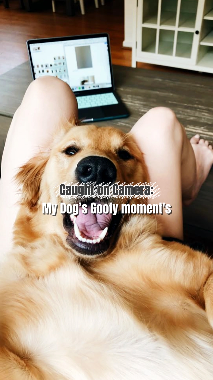 Meu cachorro momento pateta