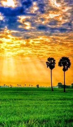 វាលស្រែវាស្រូវ