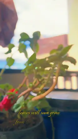 Cinematic video temp