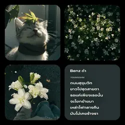 Benz ดำ - YOUNGOHM