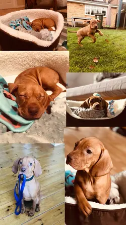 Pet Template