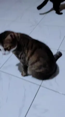kucing kucingku