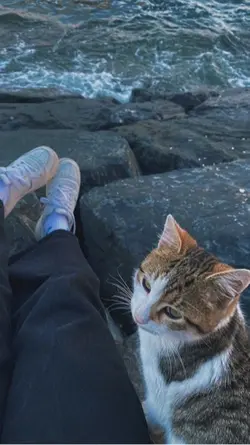 Cats in the cold