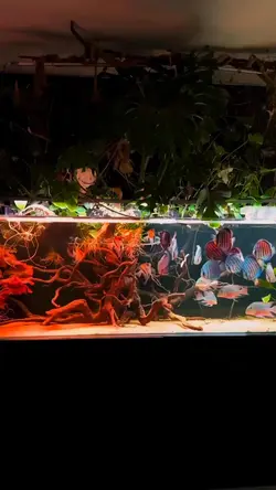 ikan aquarium