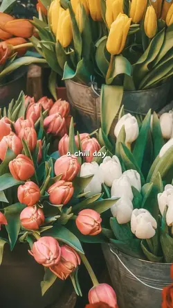HQ 42 ảnh