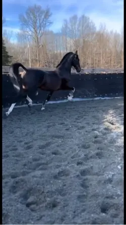 Horse slowmo💞