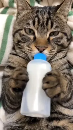 Transisi 2 Clip Lucu