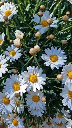 Margherita 🌼 =Calm