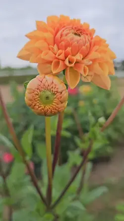 Garten vorm Haus 