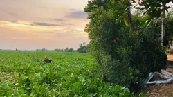 Late Night Melanchol