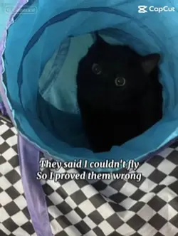 I’m free, freefallin